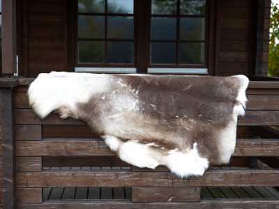 Rensdyrskind fra Sølund Huse